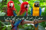 Parrot Registration in Punjab