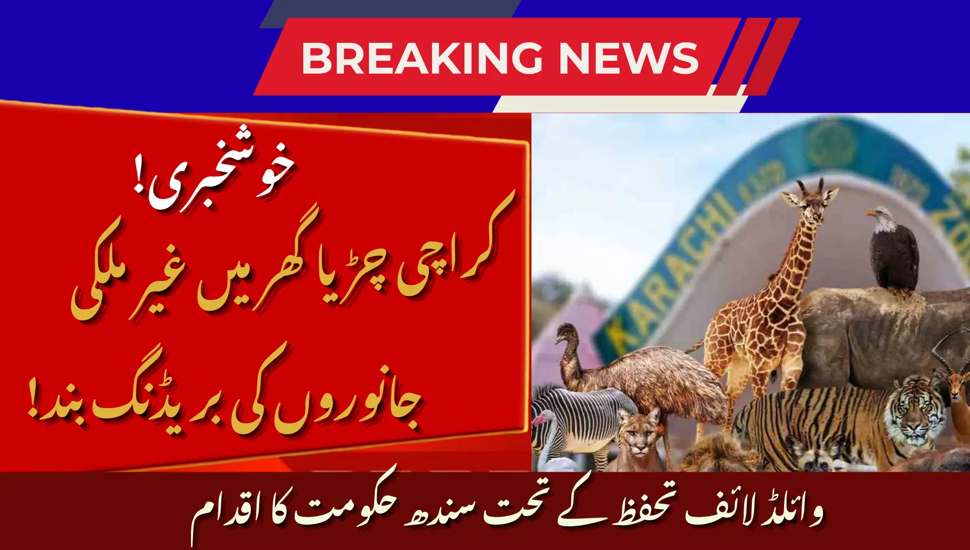 Sindh Orders Karachi Zoo to Stop Breeding of Exotic Animals